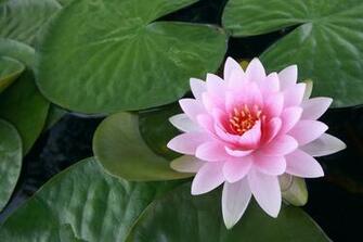 Lotus Flower HD Wallpaper High Definition iPhone