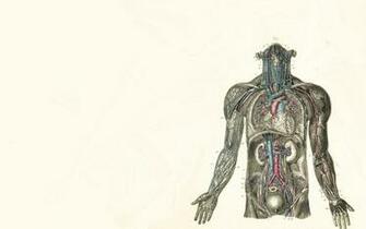 Human Anatomy Wallpaper Thread Here You
