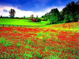 Summer Field Wallpaper