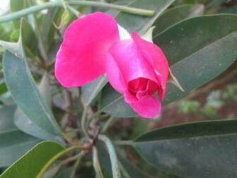 HD Pink Rose Bud S Wallpaper Webextensionline