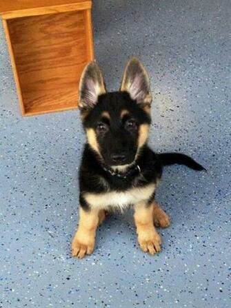 Baby German Shepherd Animals