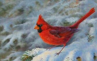 Winter Cardinal Image Wallpaper HD Background Desktop
