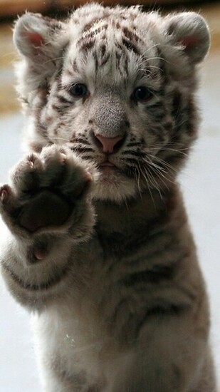 White Baby Tiger Galaxy S3 Wallpaper