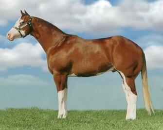 American Paint Horse Wallpaper HD