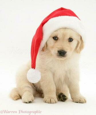 For Christmas Puppy A Dog Wearing Santa Hat Wallpaper