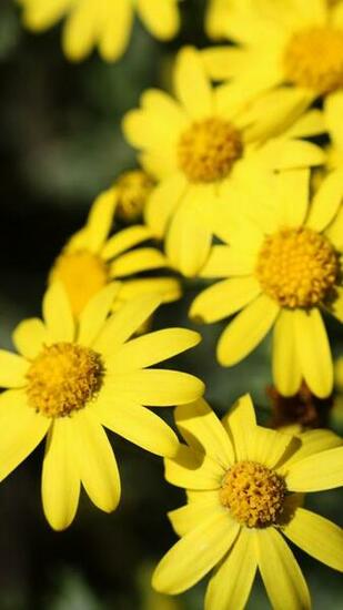 Cute Yellow Flower iPhone 6s Wallpaper HD