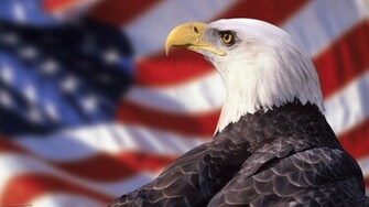 Bald Eagle HD Photos Desktop Wallpaper Image