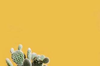 Cactus Against Yellow Background By Scott Webb On Creativemarket