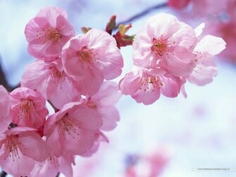Japanese Cherry Blossom Wallpaper