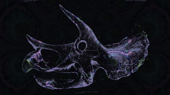 Triceratops Skull Fractal Wallpaper By Saintabyssal
