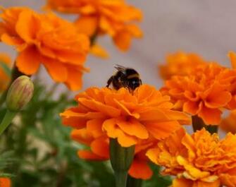 Black And Yellow Bee Image