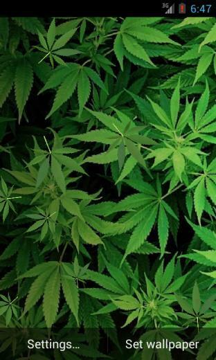 Marijuana Live Wallpaper Beautiful For This