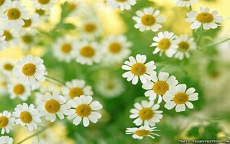 Daisy Flower Wallpaper W