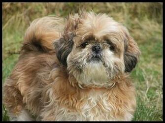 Wallpaper Animals 3d Nature Shih Tzu Puppy Pictures
