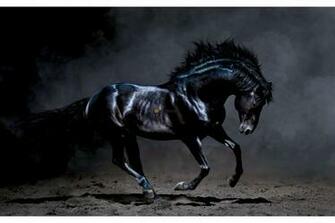 Wallpaper Mural Beautiful Black Horse