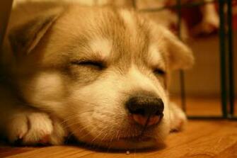 Dog Wallpaper Amazing Dogs Cute Image Fidelity Hairy