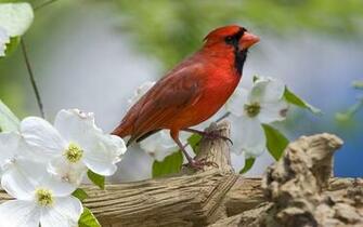 Wallpaper Bird Birds Animals Pictures Red