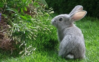 Grey Rabbit X Animals Photography Miriadna