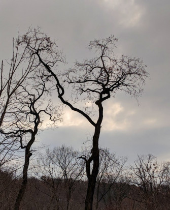 The Shapes Of Trees Wallpaper