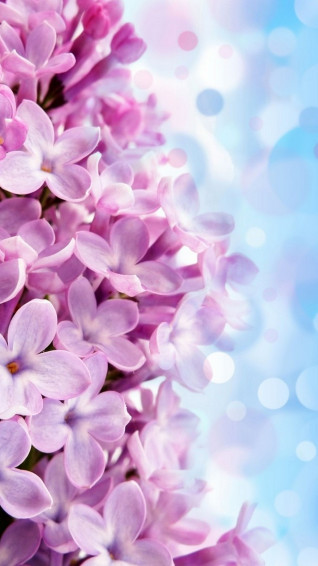 Flower Phone Wallpaper