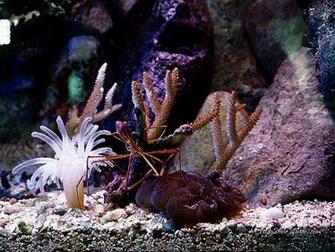 Scuba Diving Screen Savers