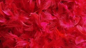 Wallpaper Feathers Down Red Full HD HDtv