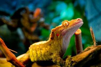 Blue Crested Gecko Wallpaper