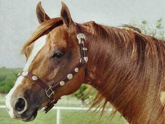 Sorrel Quarter Horse Wallpaper