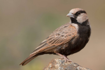 Birds Nature Wallpaper