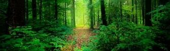 Forest Road Linkedin Background