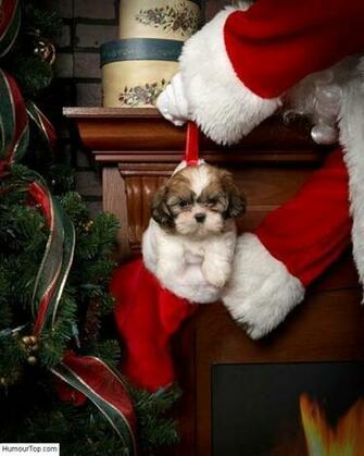 Photo Insolite Amusante D Un Chiot Dans Une Chaussette De No L
