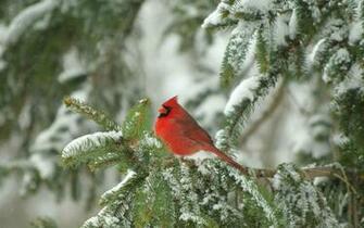 Happy New Year Christmas Cardinal Wallpaper HD