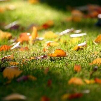 Fall iPad Wallpaper