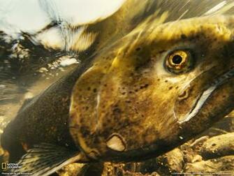 Chinook Salmon Photography Nationalgeographic Wallpaper