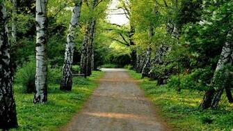 Trees On Roads HD Wallpaper New