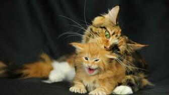 Lol Cat Wallpaper