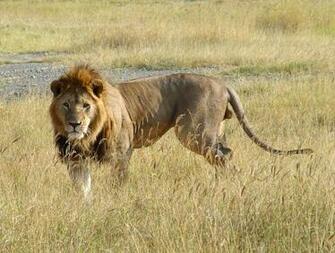 Animals African Wallpaper Africa Lions