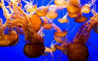 Jellyfish Computer Wallpaper Desktop Background Id
