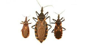 Chagas Disease Symptoms And Treatment Health