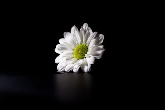 Details Dark Flower Background Wallpaper
