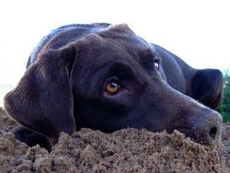 Brown Labrador Chocolate Lab