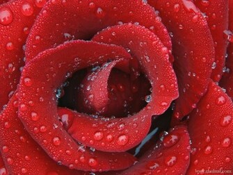 Red Rose Love Wallpaper E Entertainment