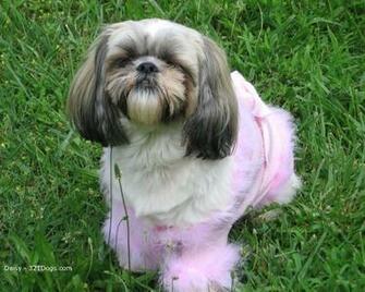 Shih Tzu Wallpaper Pictures Breed Information