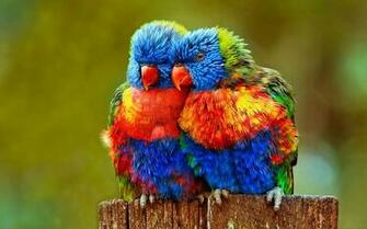 Rainbow Lorikeet HD Wallpaper Background With Image