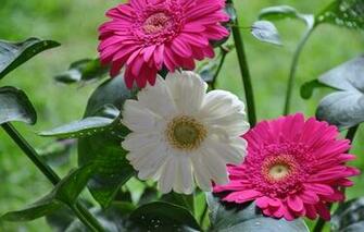 Wallpaper Gerbera Daisies Leaves Macro Flowers