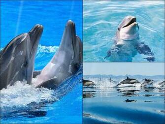Happy Dolphins Animated Wallpaper Desktopanimated