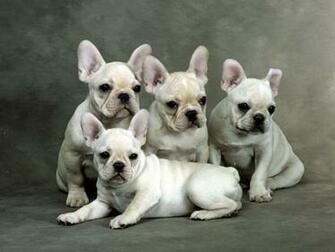 French Bulldog Wallpaper
