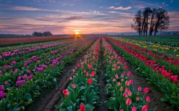 Daily Wallpaper Tulip Fields I Like To Waste My Time