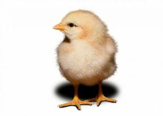 All 4u HD Wallpaper Cute Baby Chick