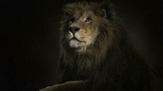HD Lion Wallpaper Jpg